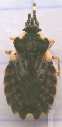 Aradus versicolor